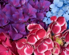 Tapeta Nature Flowers 628.jpg